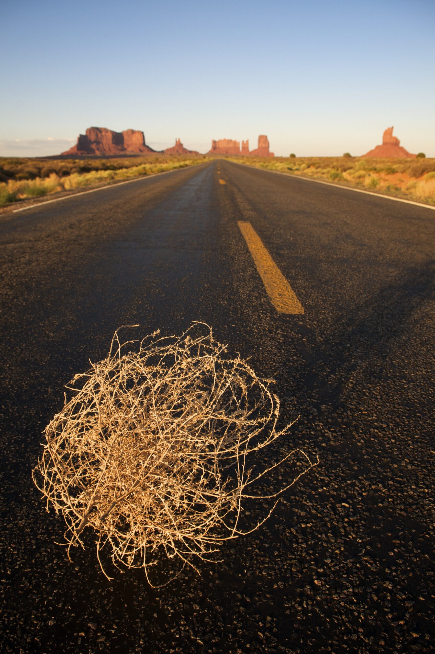 tumbleweed